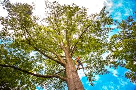 Best Lot and Land Clearing  in Highland Beach, FL