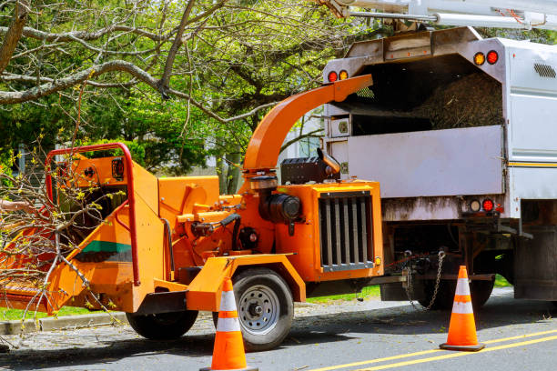 Best Storm Damage Tree Cleanup  in Highland Beach, FL